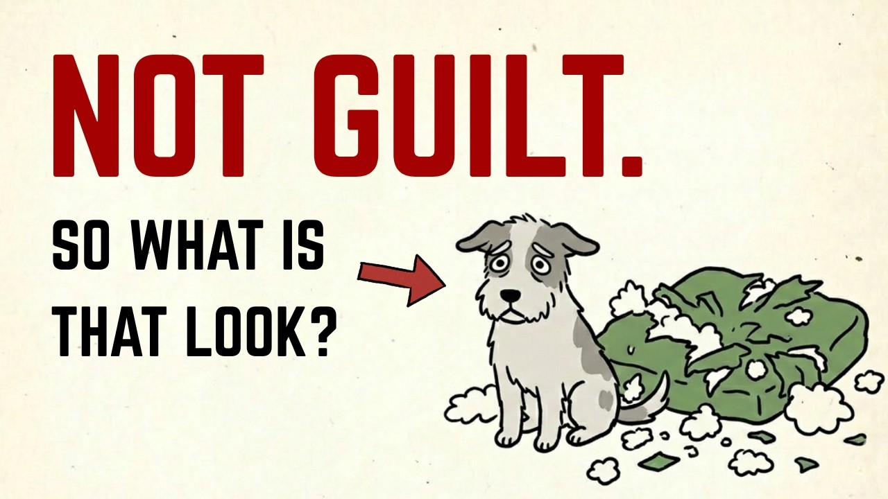 Do Dogs Actually Feel Guilty? (The Answer Will Change How You See Them)