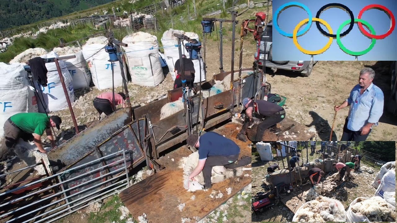OLYMPIC SHEEP SHEARING.. THE WICKLOW WAY!