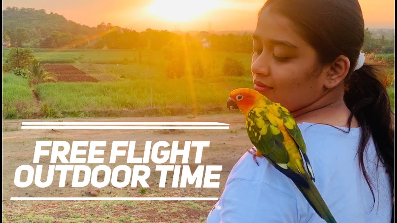 Sun conure Free flight training outdoor time