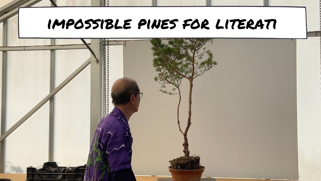 Impossible Pines for Literati