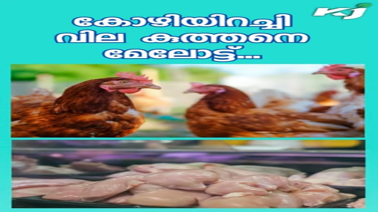 Chicken price today | chicken price | chicken rate today | poultry farm | kerala chicken