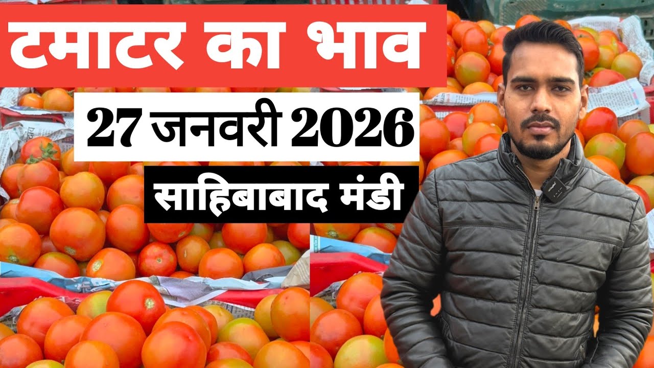 27 जनवरी 2026 🍅टमाटर का भाव साहिबाबाद मंडी |today tomato wholesale rate #tamatar #mandirates #tomato