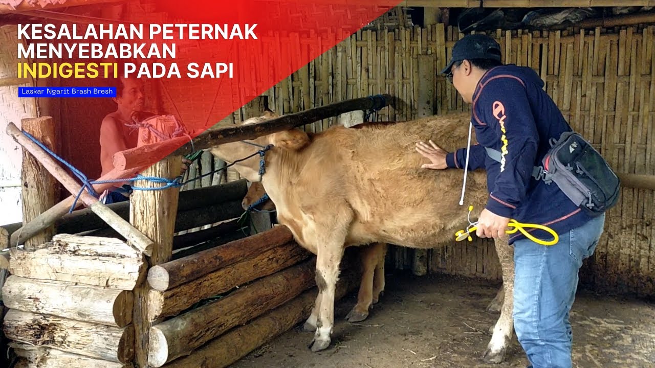 KESALAHAN PETERNAK MENYEBABKAN LAMBUNG SAPI MACET MENCERNA (Indigesti)