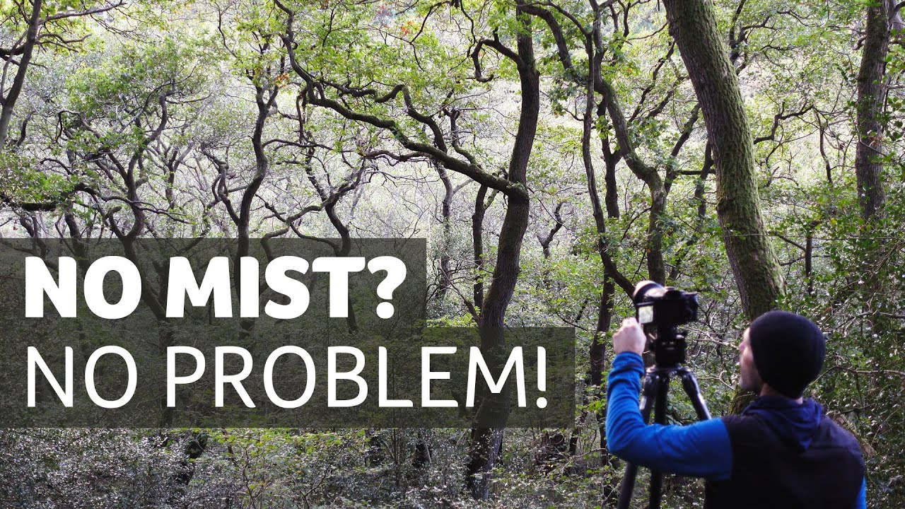 No Mist? No Problem! - Woodland Photography Inspiration