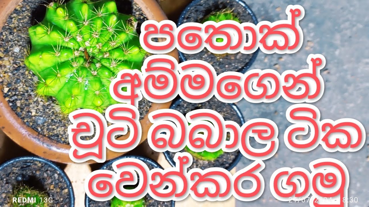 ලස්සන පතොක් අම්මගෙන් චූටි බබාල ටික වෙන්කර ගමු how to remove small plants from cactus mother plant