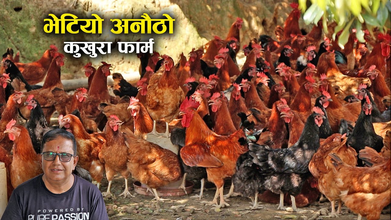 ३० हजार लोकल कुखुरा पालेर दैनिक २० हजार अण्डा उत्पादन गर्ने लक्ष्य - Local kukhura palan