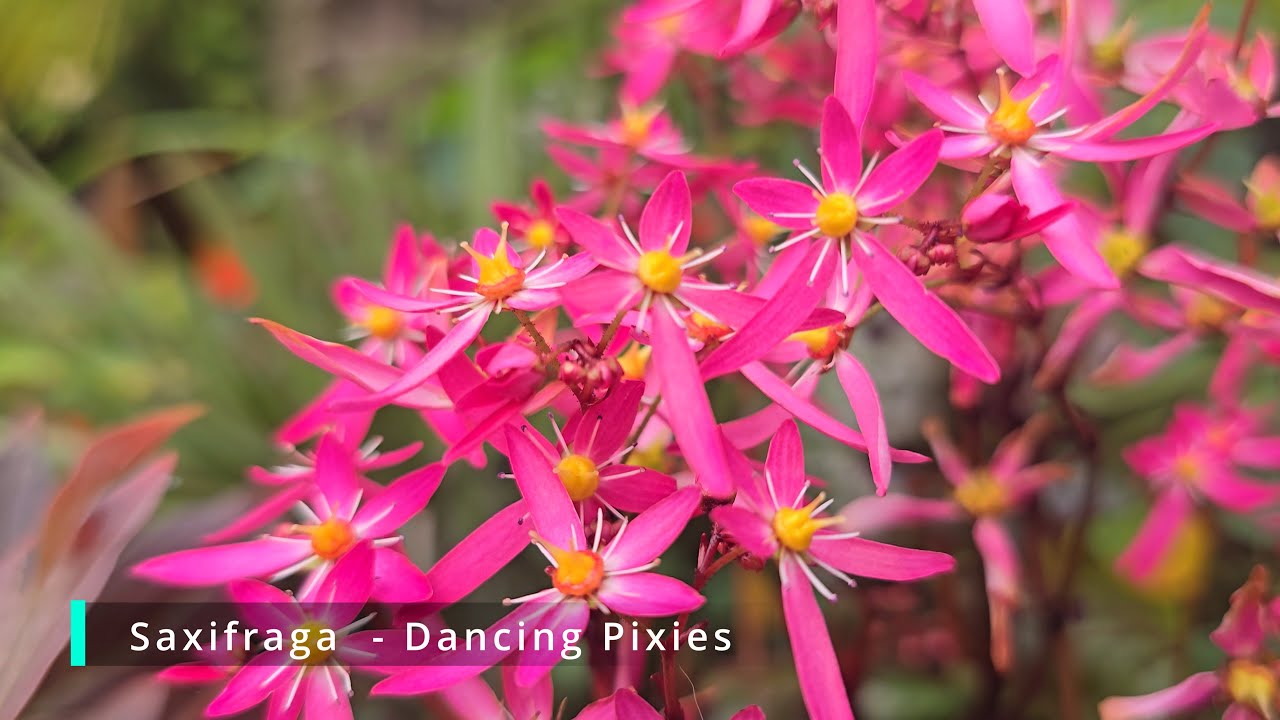 Exotic LOOK - Autumn flowering Saxifraga - Dancing Pixies