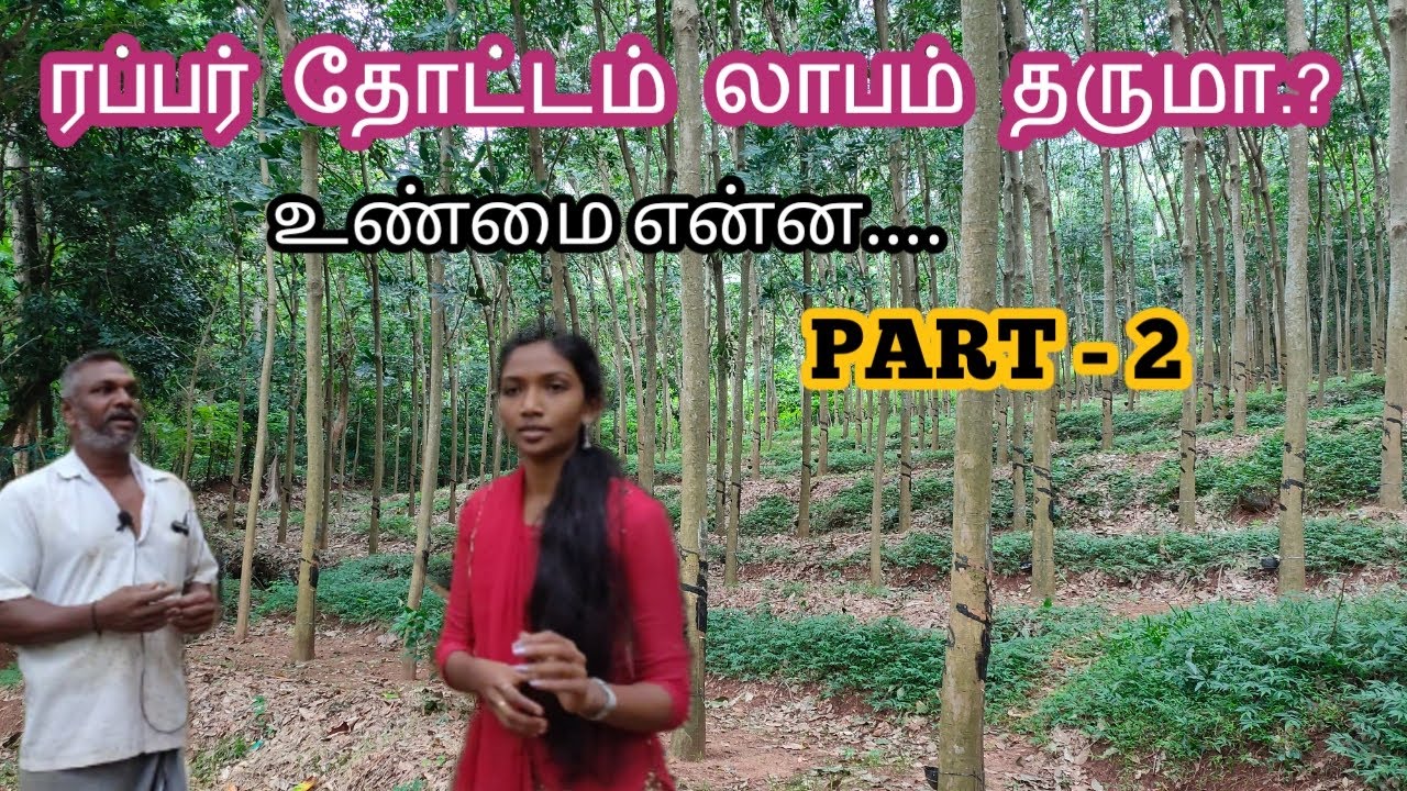Rubber Estate Profit or  loss | ரப்பர் தோட்டம் லாபமா | sugi Creations #2020business #RubberEstate