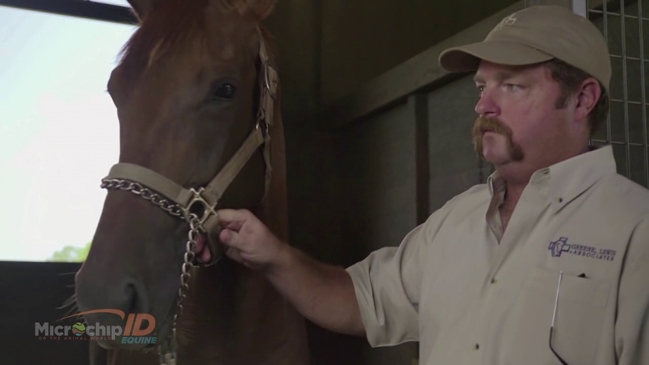 Microchipping a Horse
