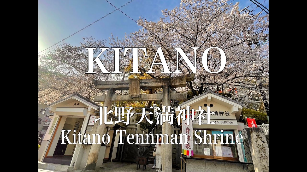 【桜の名所】神戸の桜🌸　北野天満神社の桜を歩き撮り♪ Kobe Kitano Tennman Shrine Beautiful Cherry Blossoms