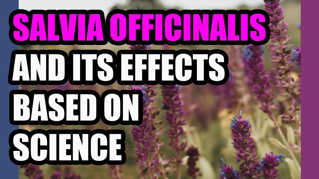 SALVIA OFFICINALIS a powerful plant - Benefits and contraindications -