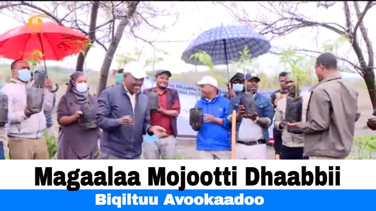 Magaalaa Mojootti Dhaabbii  Biqiltuu Avookaadoo