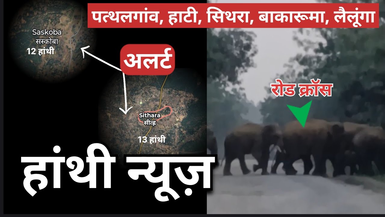 जशपुर धरमजयगढ़ में 164 हाथियों का विशाल दल | 