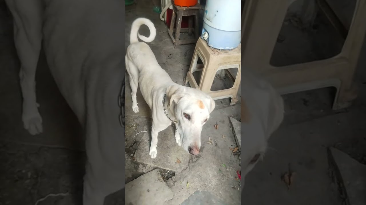 Animal videos is live!