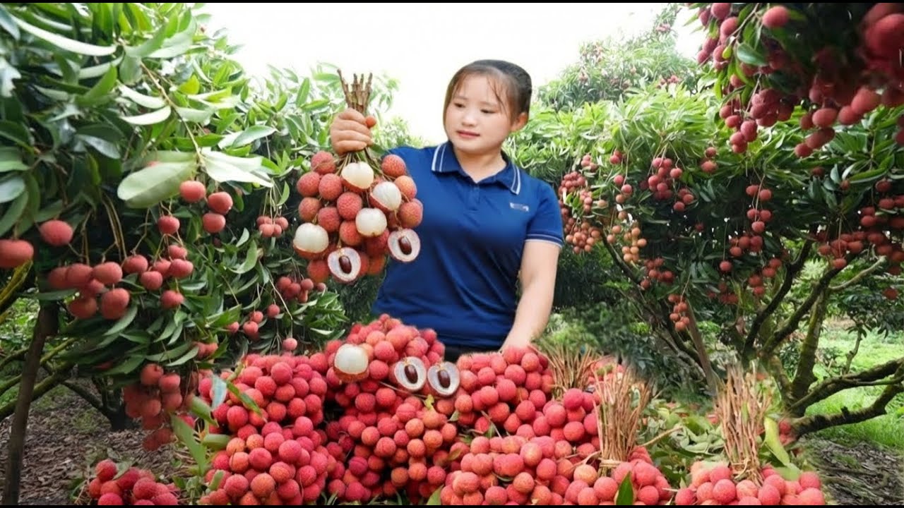 Peaceful Farm: Harvest lychees, longans, custard apples, and take them all to the market to sell.