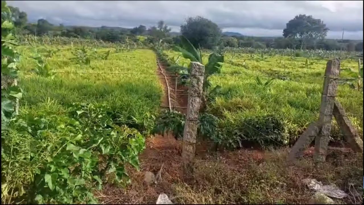 (PK 155) Coconut Farm land for sale in Mysuru | udupa : 9901323456