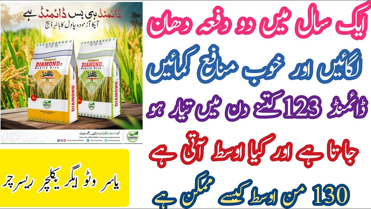 Hybrid Rice Diamond 123 || Gandam k Bad 2 Dafa dhaan lgayen @YASIRAGROCHEMICALS