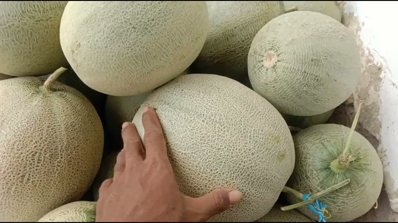 Panen melon 🍈 amburadul tapi hasil tetap mantul