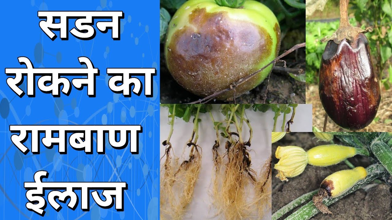 सायंटिस्ट भी नही बताऐंगे यह सडन रोकने का सिक्रेट | Root rot | fruit rot | blossom end rot