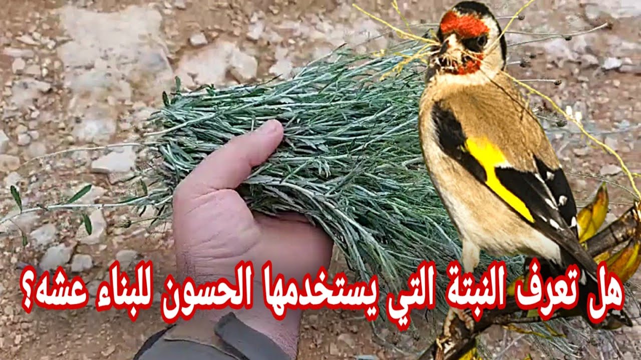 هل تعرف النبتة التي يبني بها الحسون العش؟؟| 99% من المربين لا يعرفونها