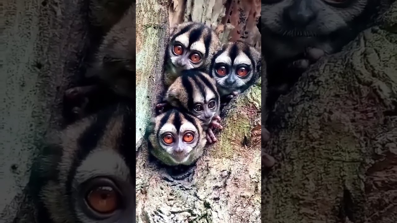 Amazing night Monkeys in South America #shorts #viral #monkey
