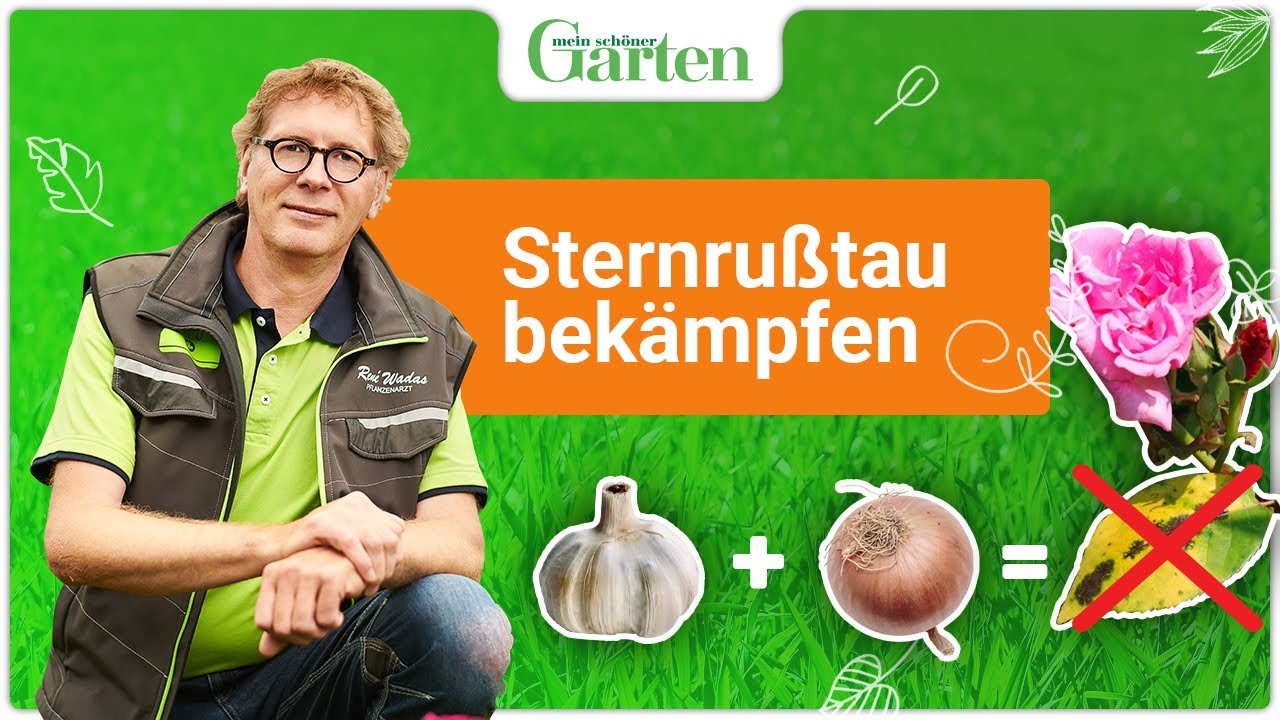 Sternru&szlig;tau an Rosen bek&auml;mpfen &ndash; so klappt&rsquo;s ohne Chemie!