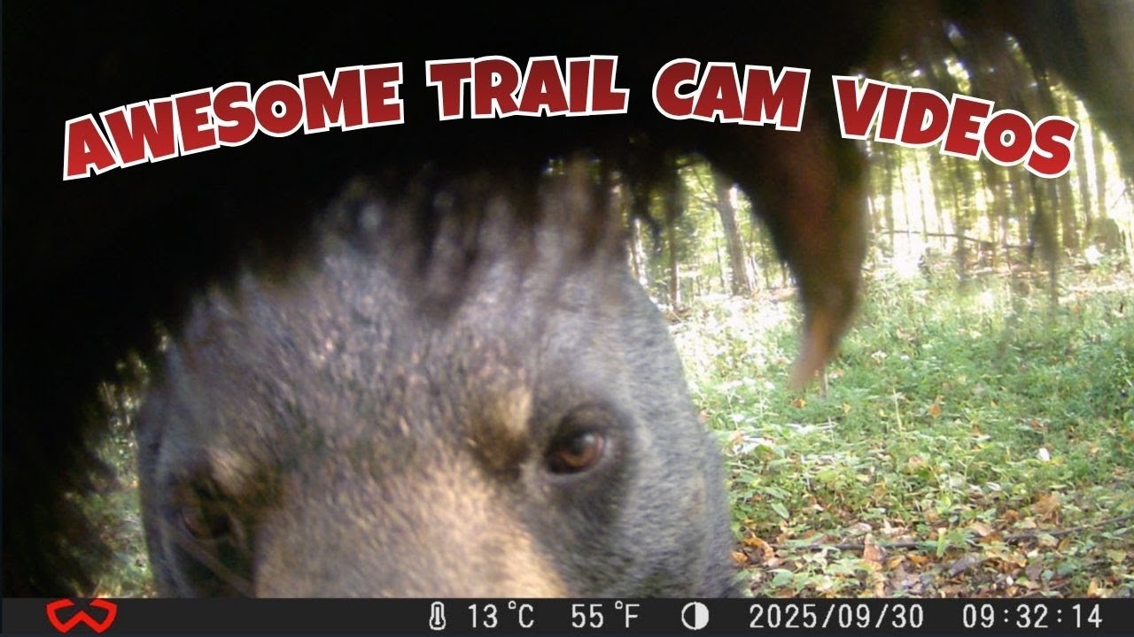 Incredible Animals Caught on Trail Cam