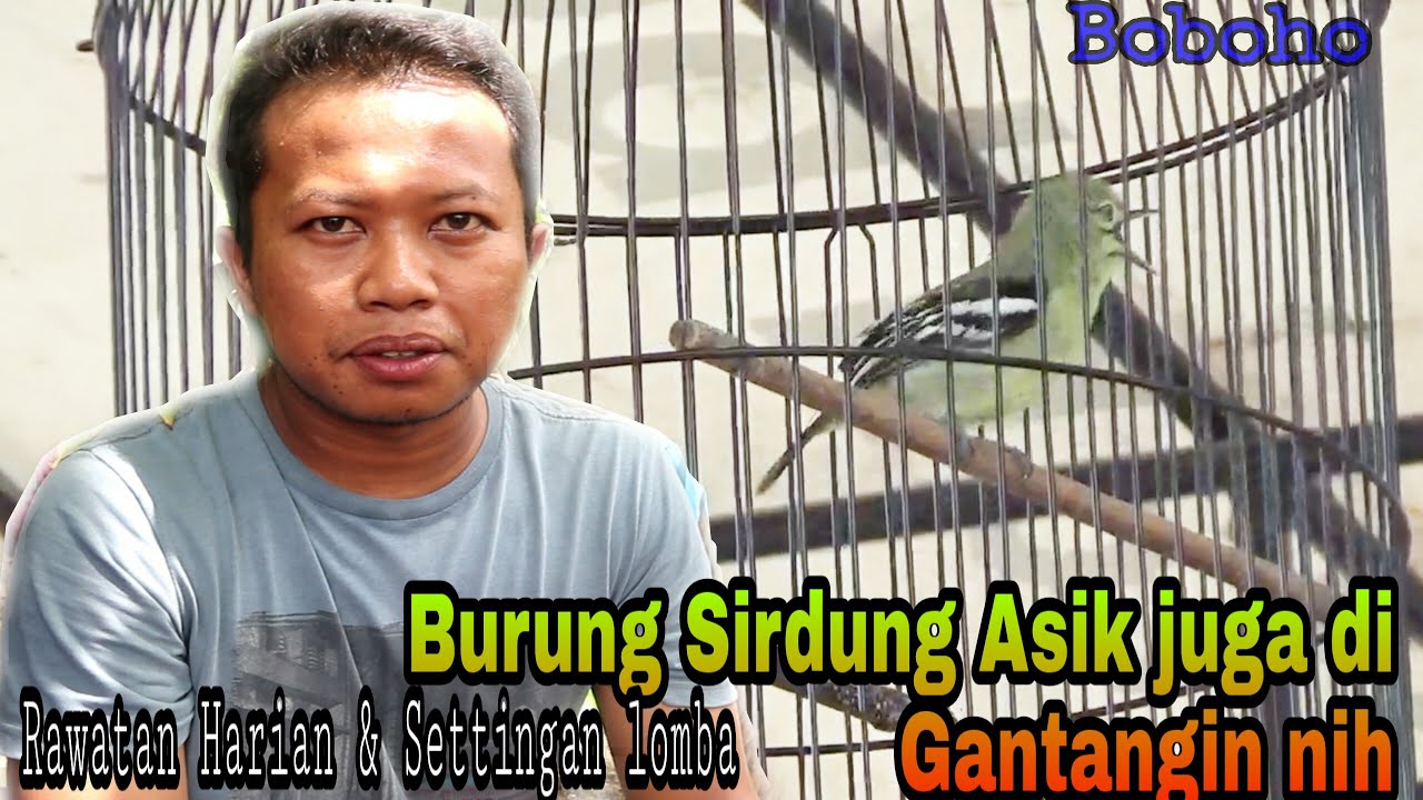 BURUNG SIRDUNG ASIK JUGA BUAT DI GANTANG COY