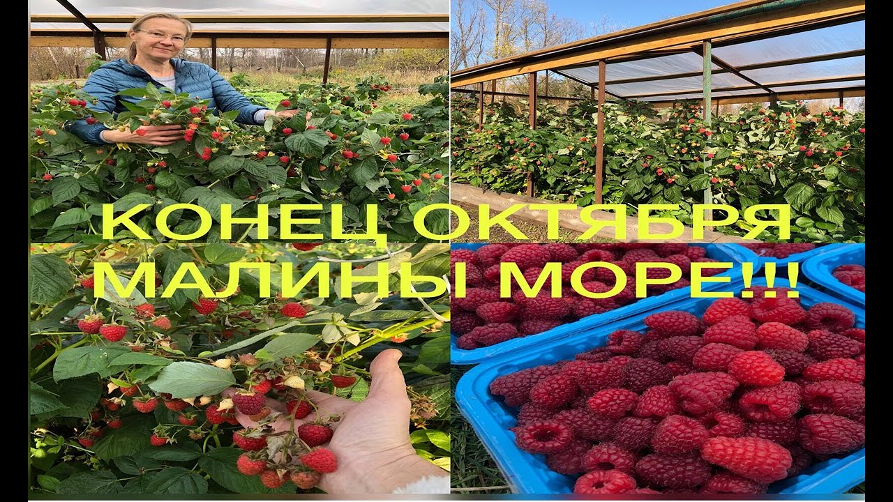 УТОНУЛИ В УРОЖАЕ МАЛИНЫ!!! ЧЕСТНЫЙ ОБЗОР РЕМОНТАНТНЫХ СОРТОВ И ЧТО ОТ НИХ МОЖНО ОЖИДАТЬ