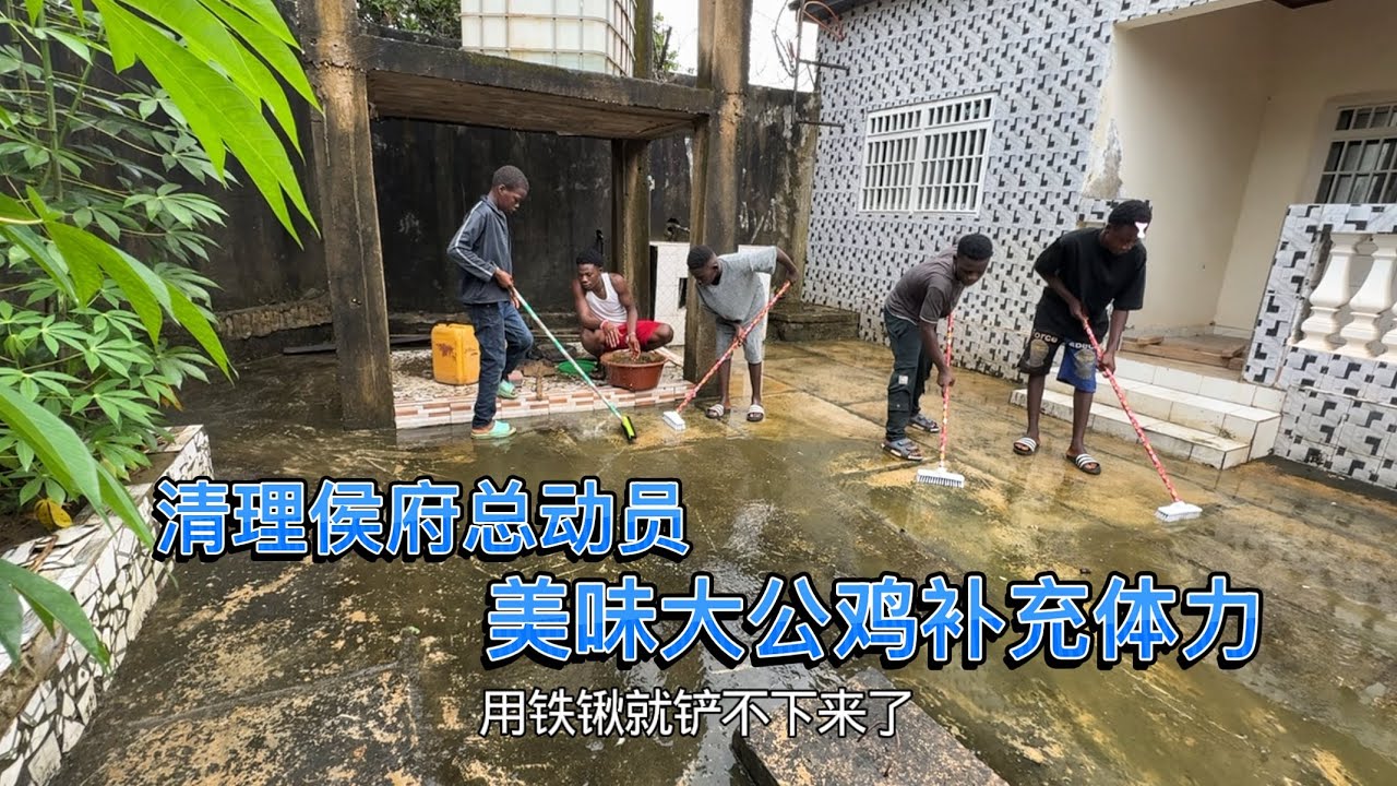 清理侯府总动员，美味大公鸡补充体力，大哈抽空来拜访