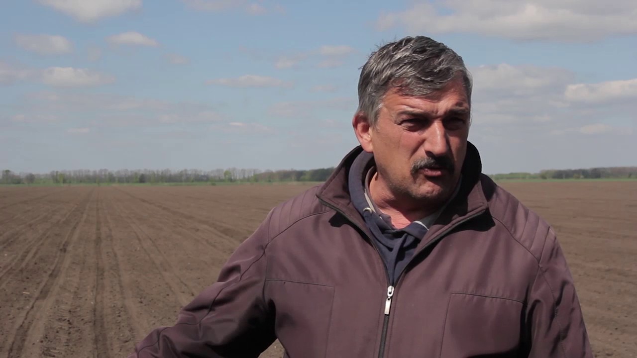 Маїс  Вирощування гибридної кукурудзри