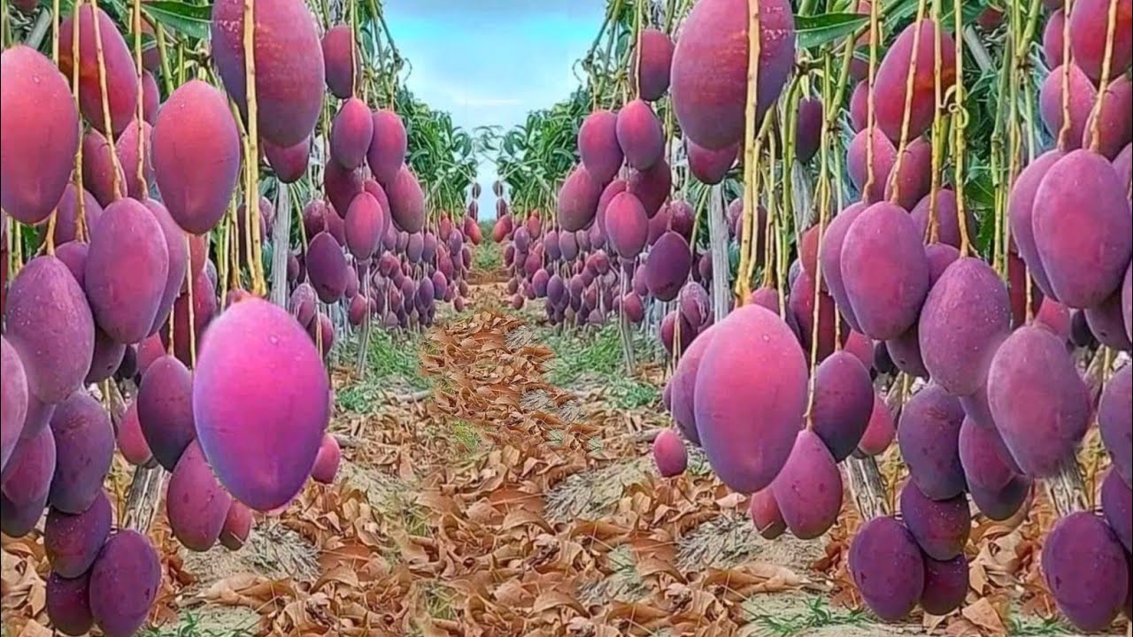 Mango Farming | Ultra High Density Mango | Aam ki kheti kaise karen | आम की खेती