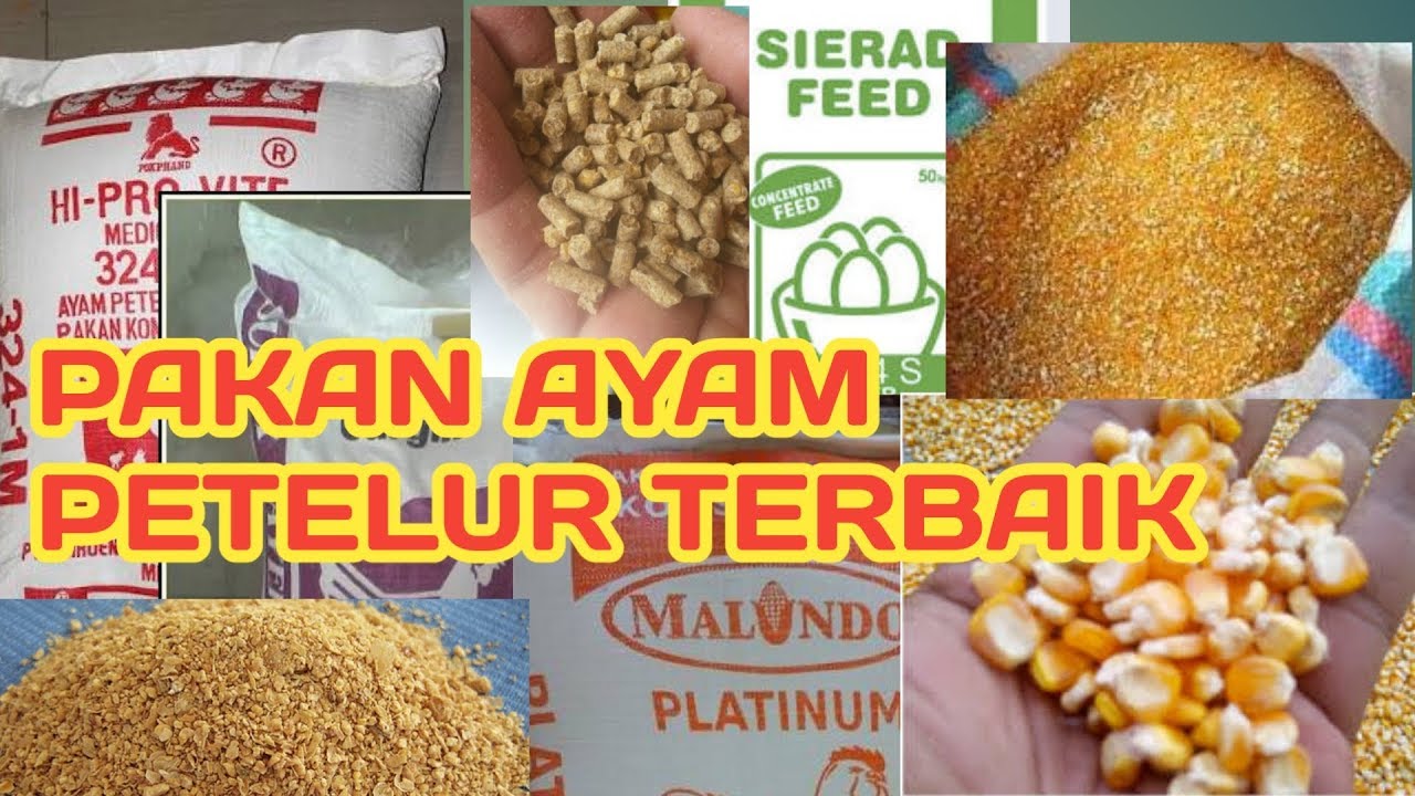 #8 Pakan Ayam Petelur Terbaik (Produsi/Laying)