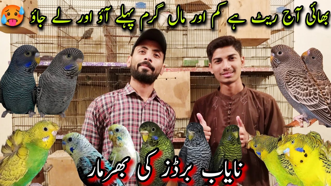 Ahmed Bhai Ke Pass Aye Kuch Rare Birds 😱 |Budgies Mutation,Hogoromo, Cocktail, Java Mutations 🥰