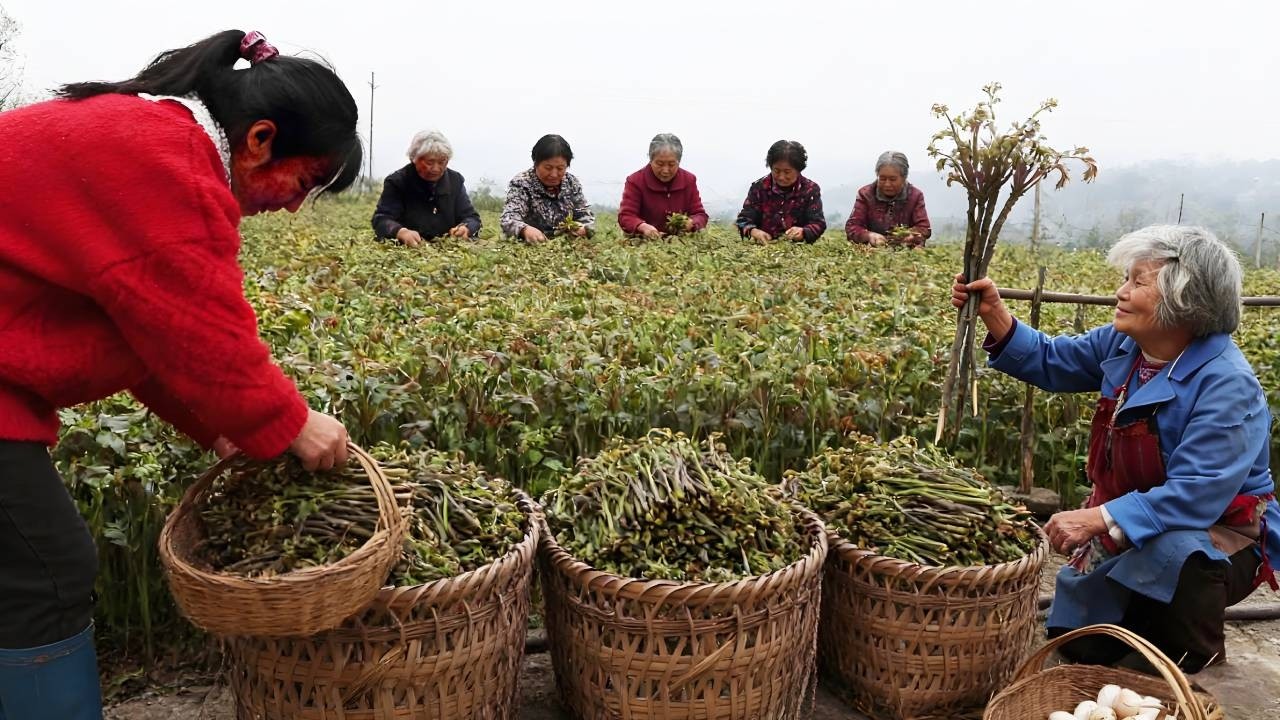 神仙婆婆为了野菜忙前忙后，原来是100 元一斤的稀罕山货，这才是真正的人间美味！【燕麦行游】