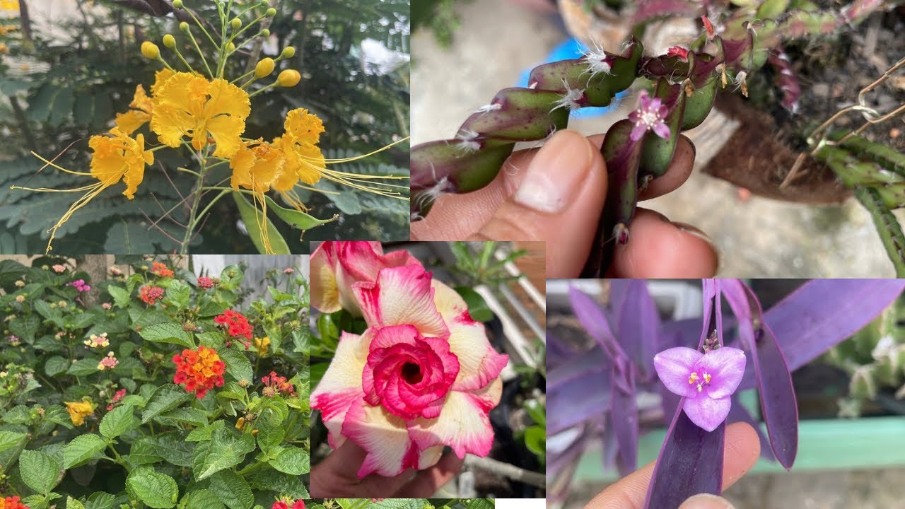 Voltinha pelo jardim| rosa do deserto, cactos, suculentas…