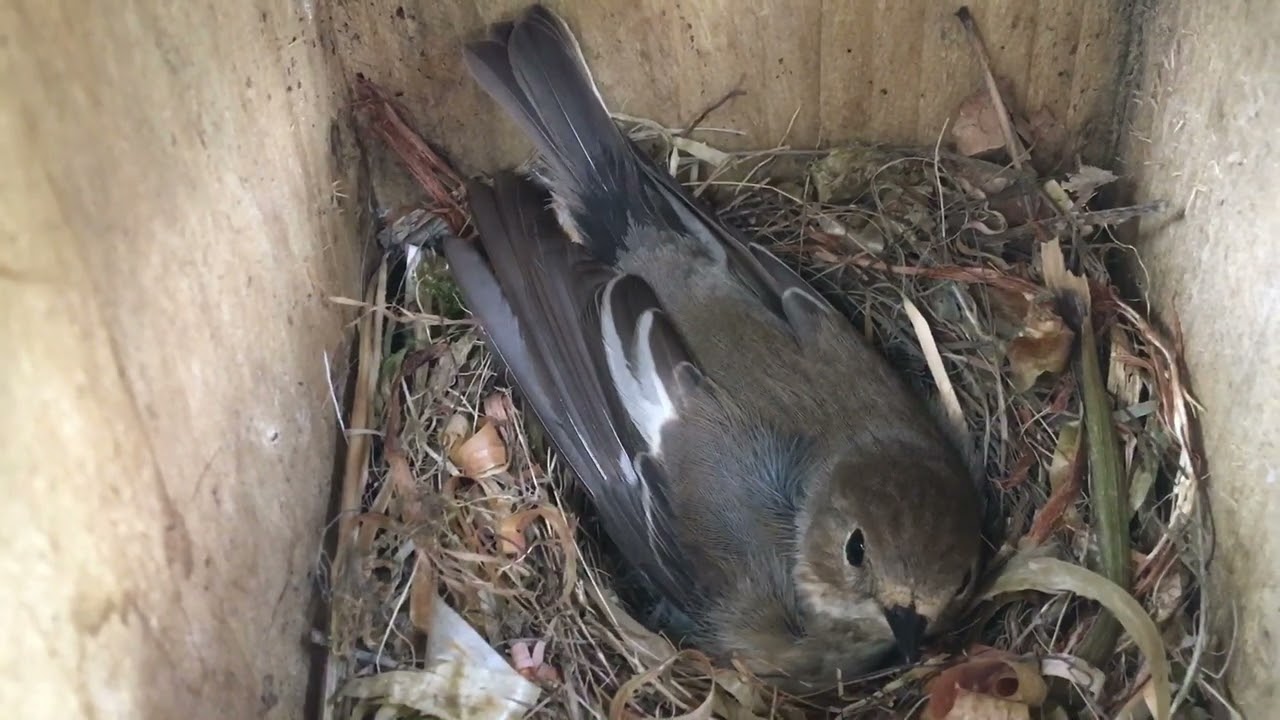 Pied Flycatcher in nest box
