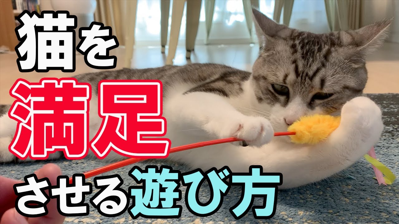 この遊び方で猫が喜びます‼猫を満足させる遊び方