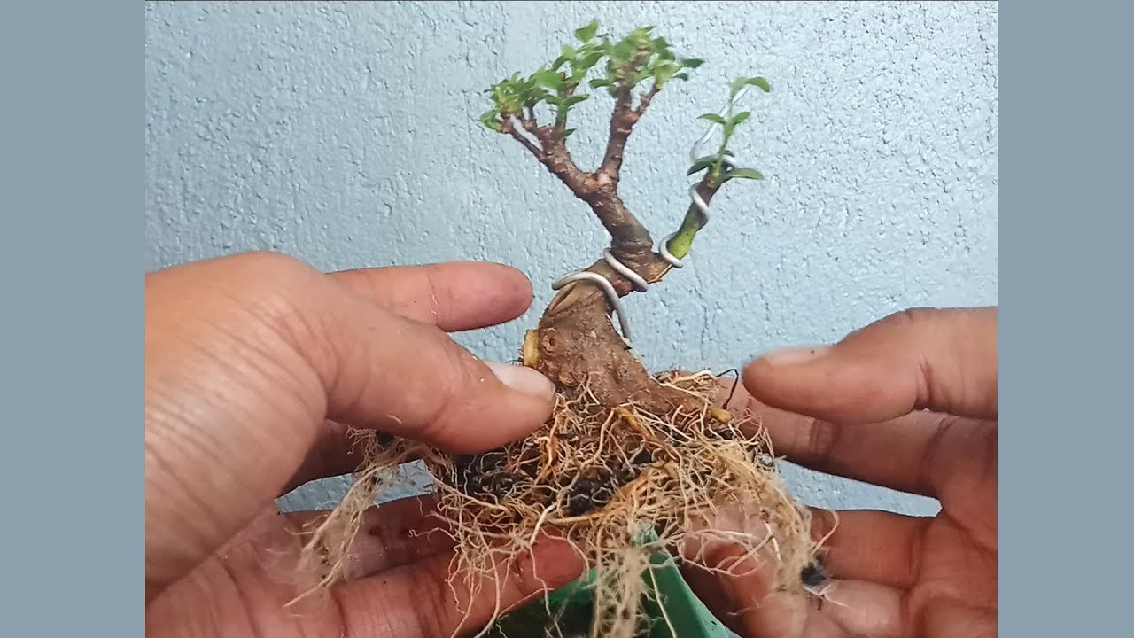 Proses Program Bonsai Mini Bahan Anting Putri