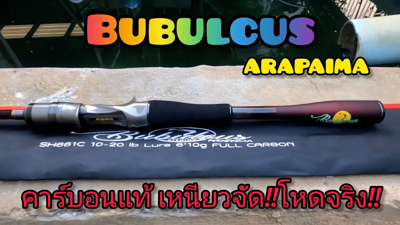 รีวิวคันตีเหยื่อปลอม BuBulcus arapaima (เทพชะโด)คันคาร์บอนแท้ เหนียวๆโหดๆ งานช่อน ชะโดใหญ่(รีวิวคัน)