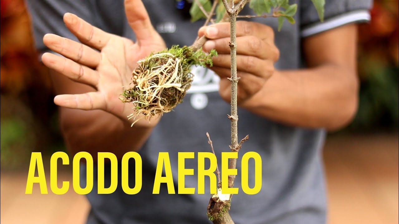 Retirando nuevo acodo aéreo _ arce tridente ( buergerianum )
