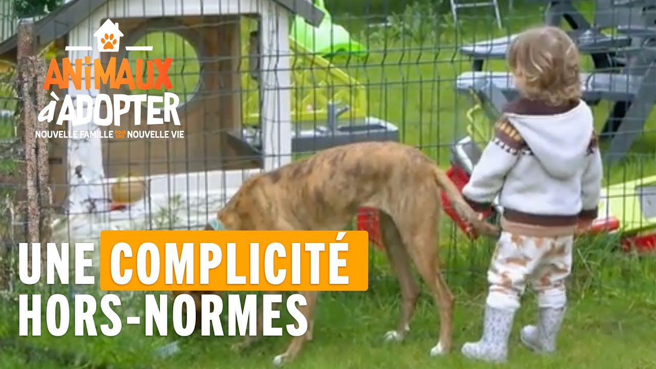 Une complicité hors-normes entre un petit garçon et un chiot