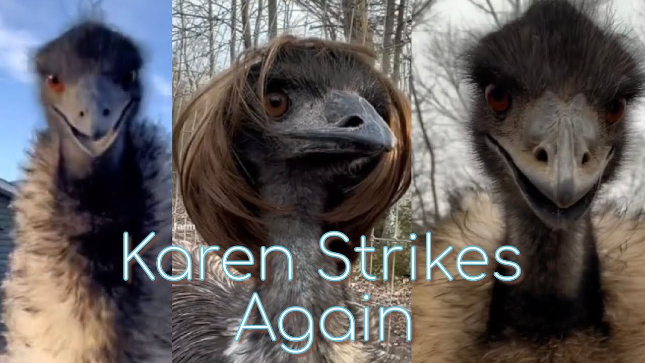 EMU ATTACKING OWNER FOR 3 mins STRAIGHT #karen #emu #animals
