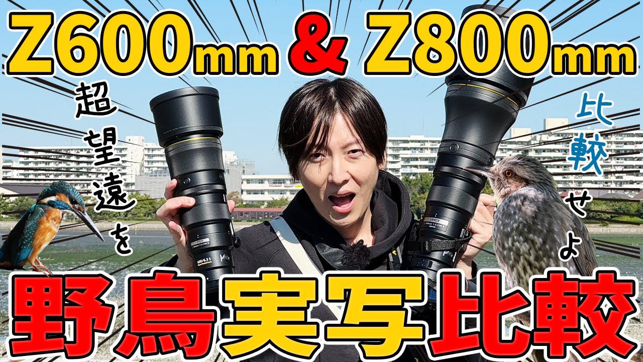 Nikon Z600mmf6.3 VR SとZ 800mm f/6.3 VR Sをもって野鳥を撮影してみた