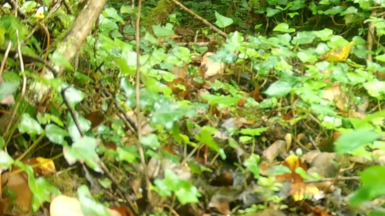 6th June 2025 - Bank vole in Ardclough