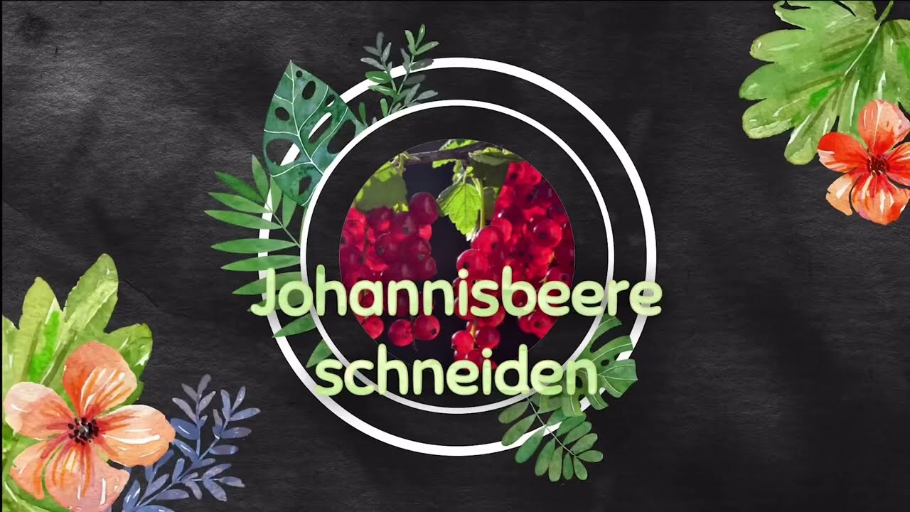 Johannisbeeren schneiden