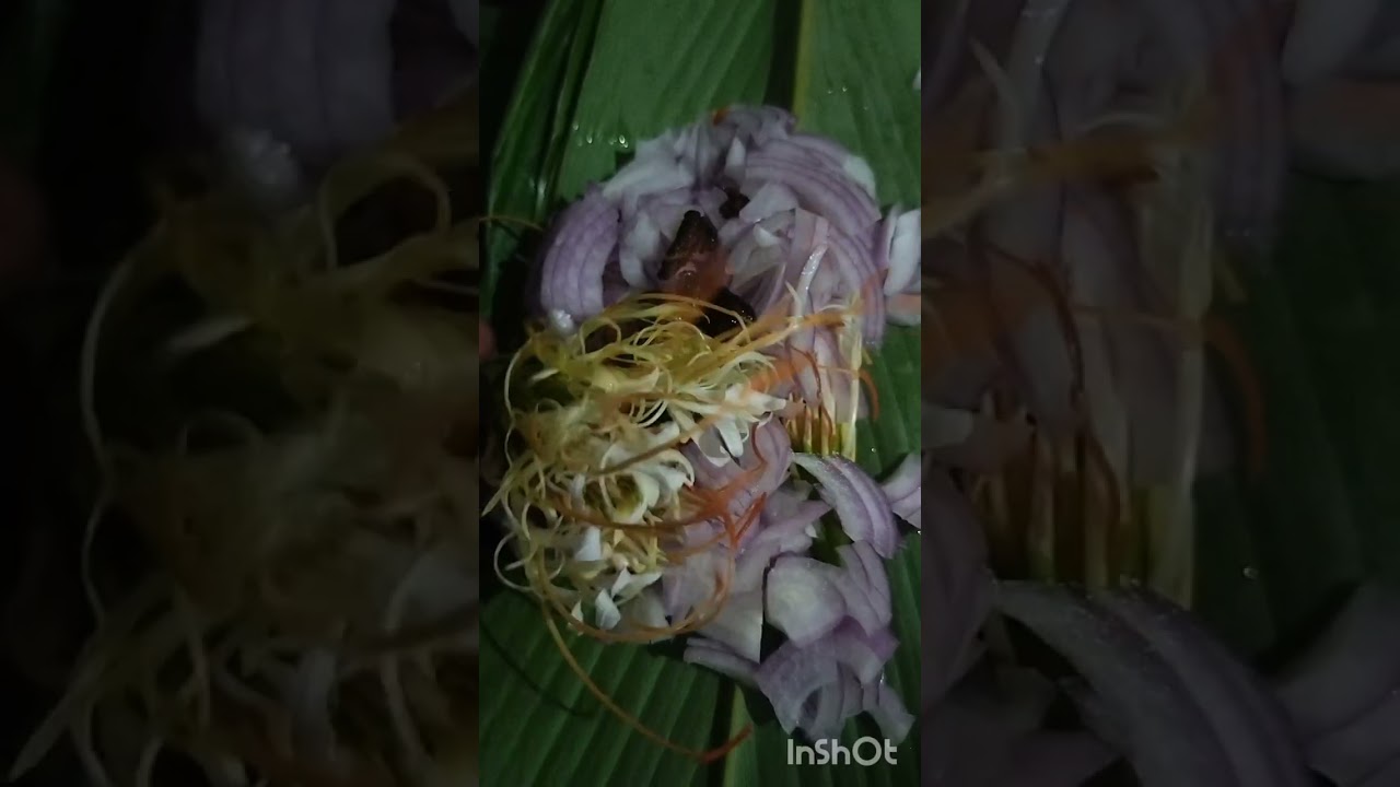 Syntiew jylliew ba bang khleh tungtap 