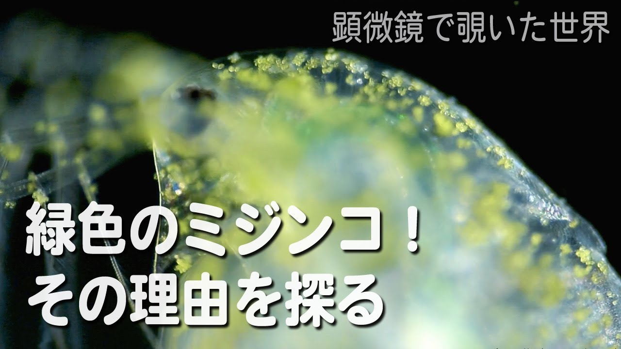 付着性ミドリムシをまとったミジンコ(Daphnia pulex)　【淡水のプランクトン】