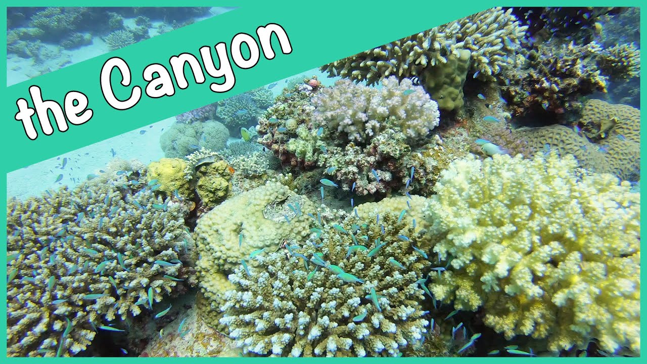THE CANYON | Plongée à Marsa Alam