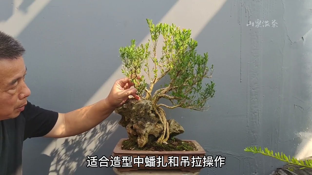 How the jungle on wrinkled boxwood is pruned皺皮黃楊石上叢林是怎樣蟠扎修剪出來的
